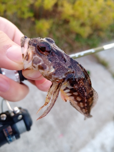 アナハゼの釣果