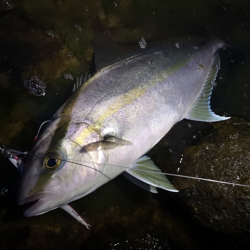 ヒレナガカンパチの釣果