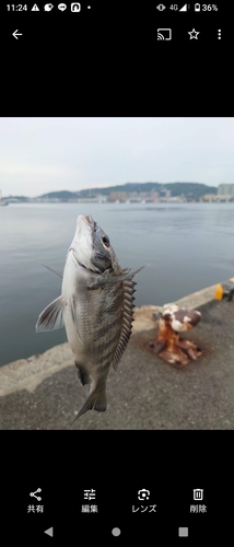 メイタの釣果