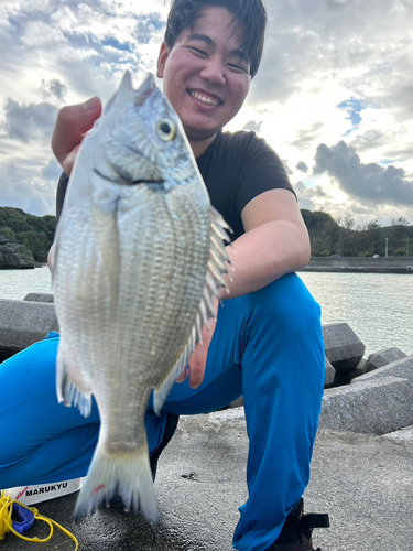 チヌの釣果