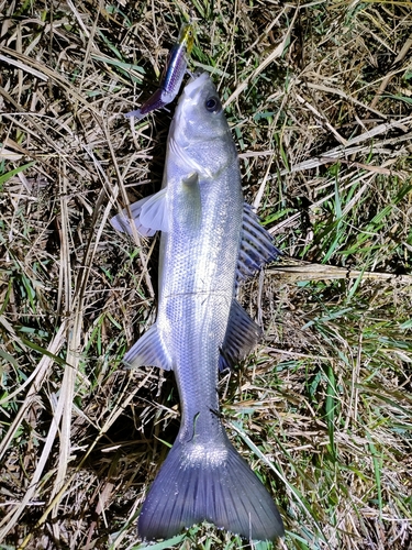 セイゴ（マルスズキ）の釣果