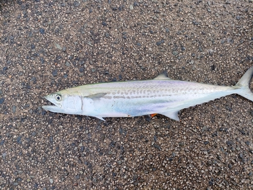 サゴシの釣果