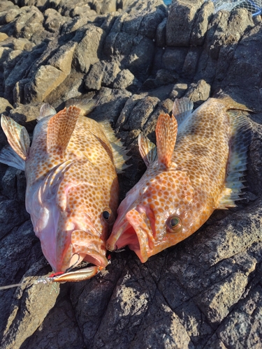 オオモンハタの釣果