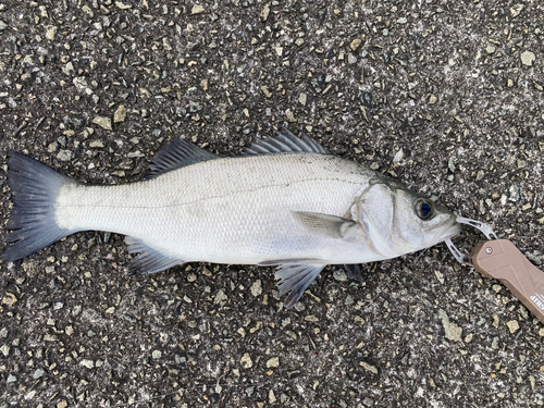 ヒラスズキの釣果