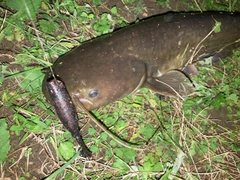 ナマズの釣果