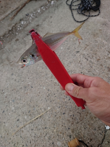 ハゼの釣果