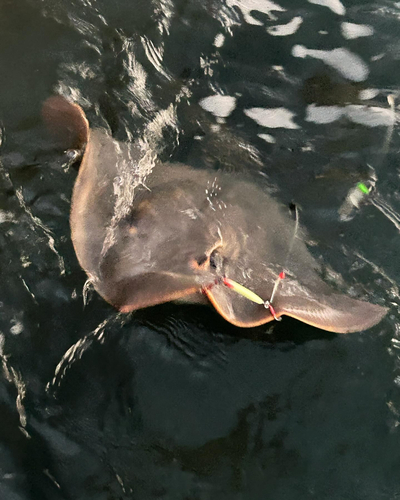 アカエイの釣果