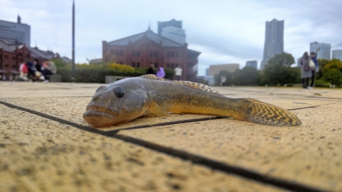 マハゼの釣果