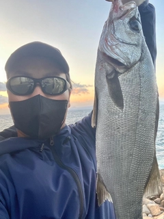 ヒラスズキの釣果