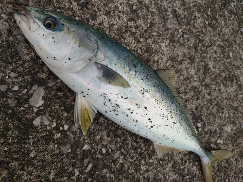 ヤズの釣果