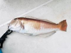 シロアマダイの釣果