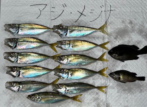 アジの釣果