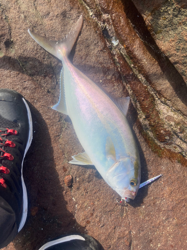 ネリゴの釣果