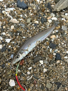 キスの釣果