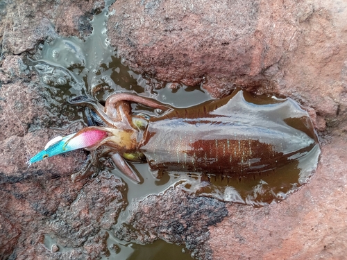 アオリイカの釣果