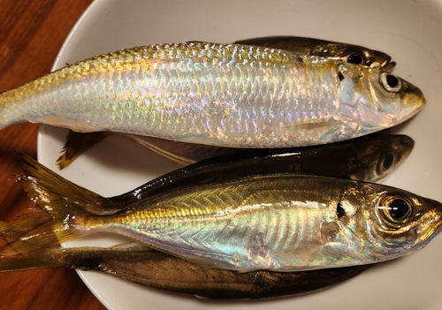 カタボシイワシの釣果