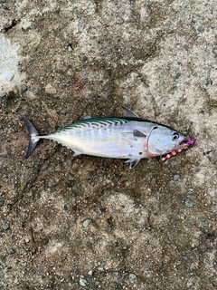 スマカツオの釣果