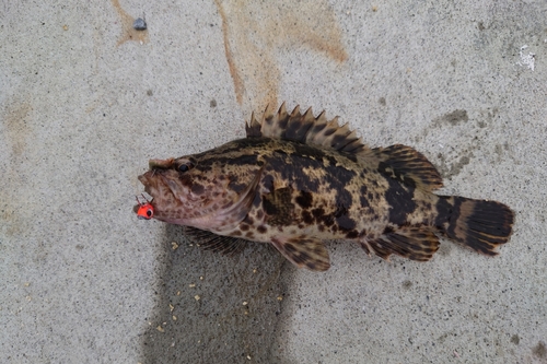 タケノコメバルの釣果