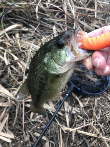 ラージマウスバスの釣果