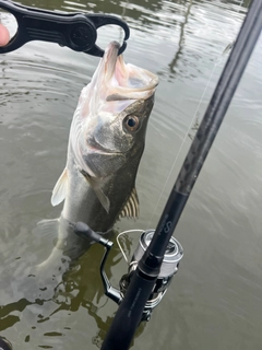 スズキの釣果