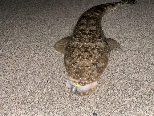 マゴチの釣果