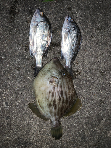 クロダイの釣果