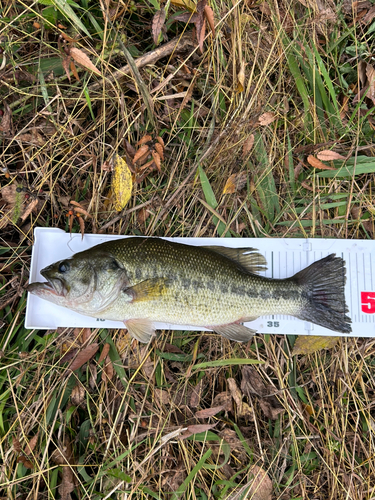 ブラックバスの釣果