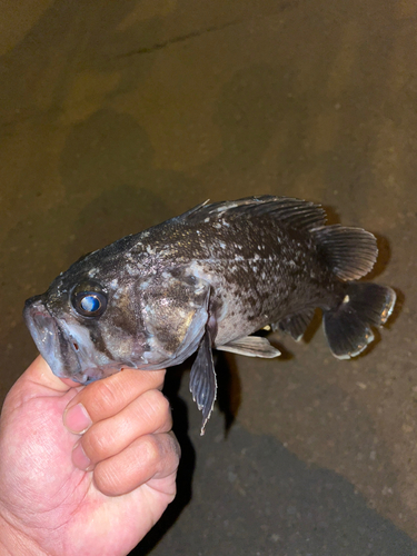 クロソイの釣果