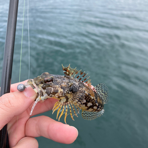 アナハゼの釣果