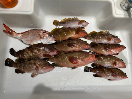 アコウの釣果