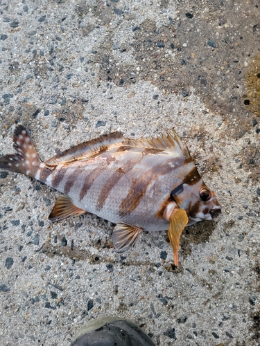 タカノハダイの釣果