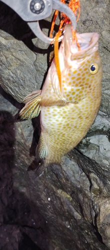 オオモンハタの釣果