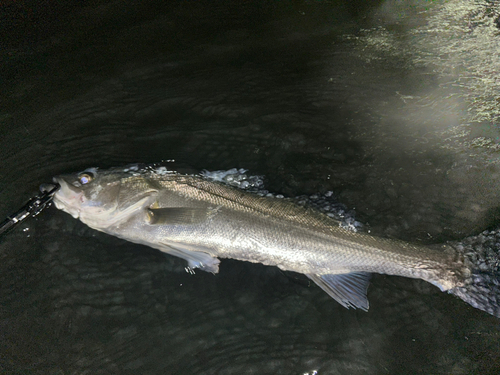 スズキの釣果