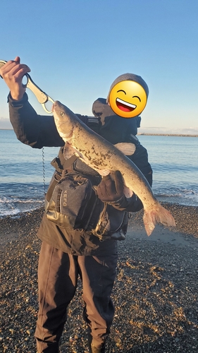 ウグイの釣果