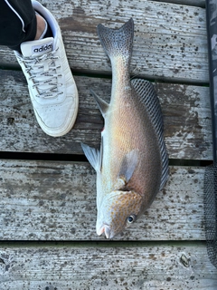 コロダイの釣果