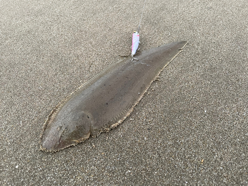 ウシノシタの釣果