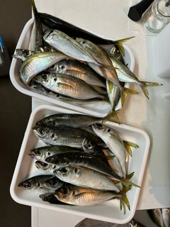 アジの釣果