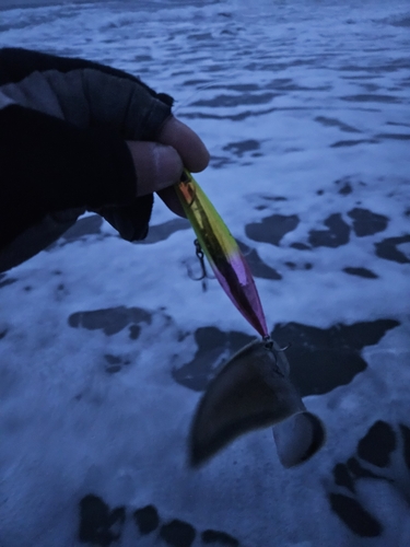 シタビラメの釣果