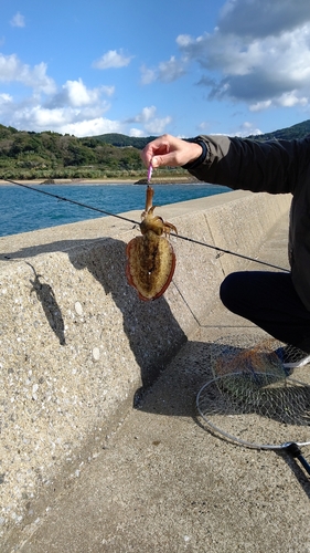 コウイカの釣果