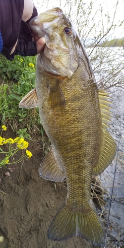 スモールマウスバスの釣果