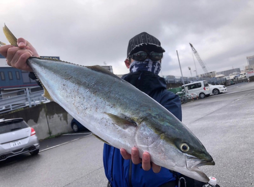 ワラサの釣果