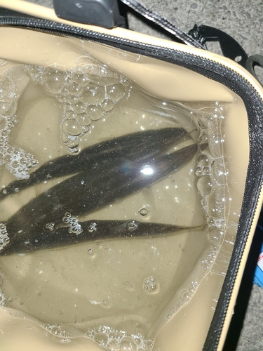 アカカマスの釣果