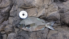 オナガグレの釣果