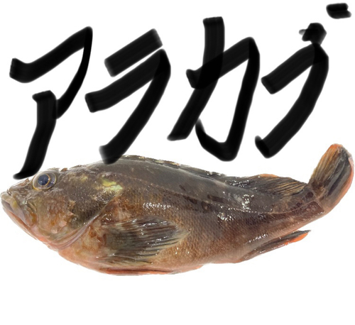 アラカブの釣果