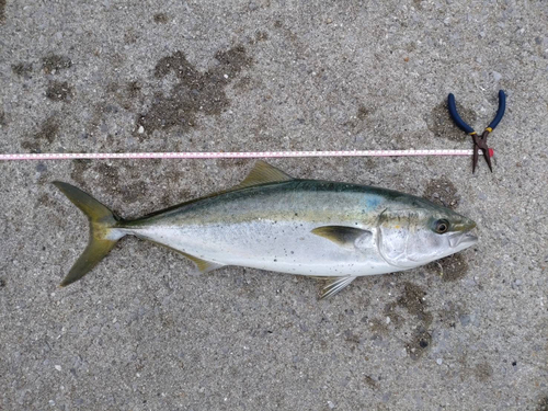 ハマチの釣果