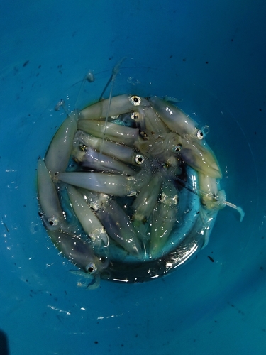 ヒイカの釣果