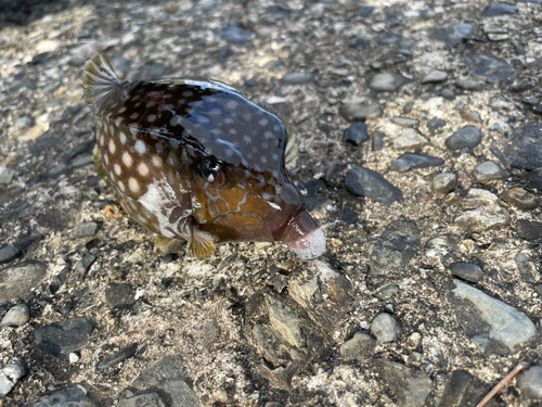 ハコフグの釣果