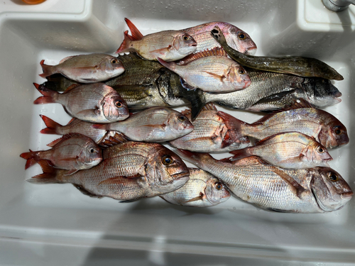 タイの釣果