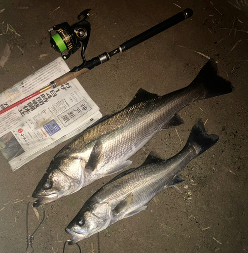 セイゴ（マルスズキ）の釣果