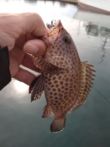 オオモンハタの釣果